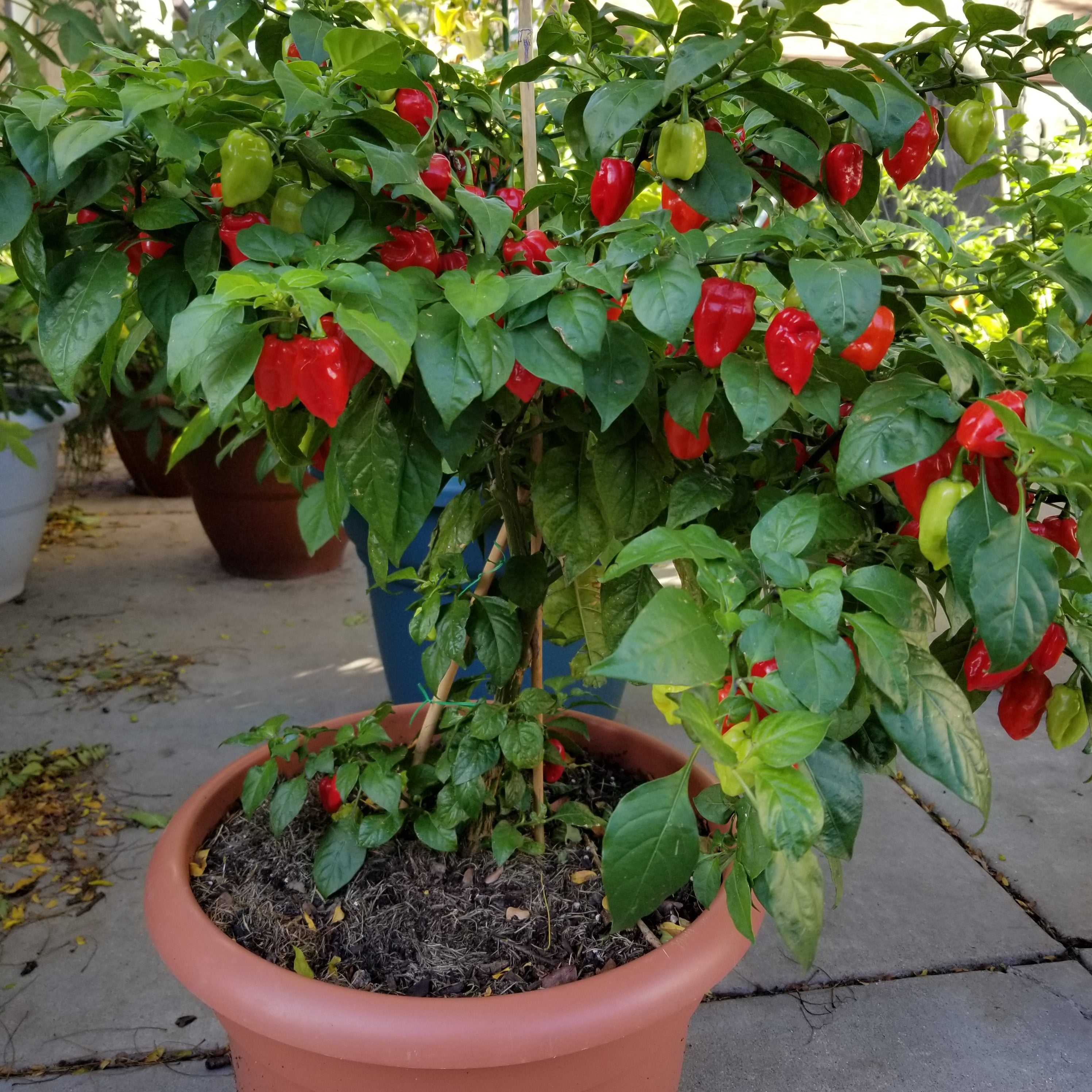 How And When To Fertilize Your Pepper Plants Pepper Joe S