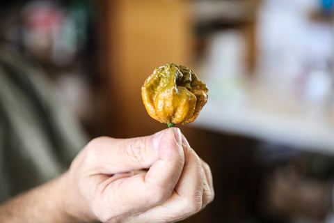 person holding up pepper x super hot pepper pod