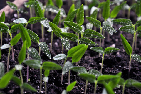 stairs of pepper seedlings with water droplets on their leaves