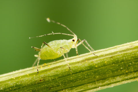 how to kill aphids on plants