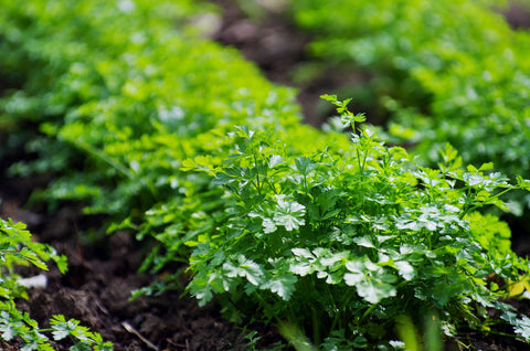 row of parsley plants in a garden