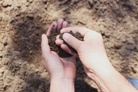 grower examining soil quality for pepper plants