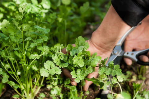 gardener shearing cilantro plants