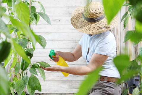 woman sprays pesticide on pepper plants