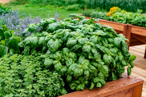 basil plant growing in a garden