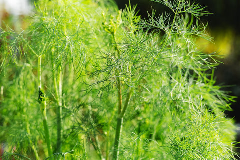 dill companion plant