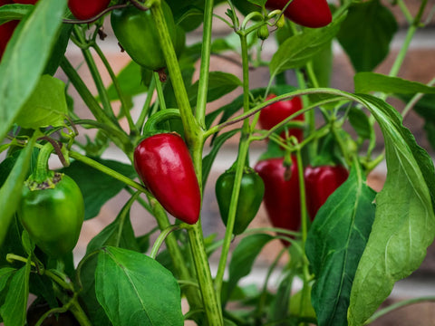 photo of Jalapeno Early peppers growing on a plant ripening to their red stage