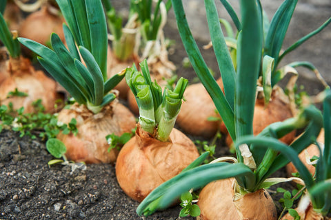 row of onions growing out of the soil