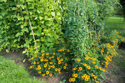 companion pepper plants in a garden