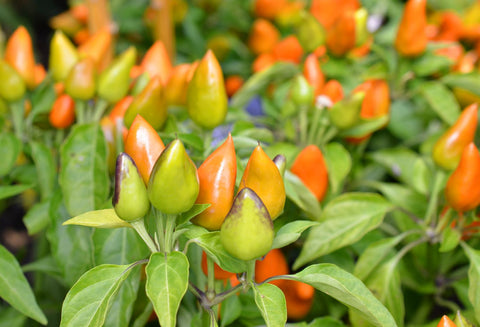 ornamental pepper plants