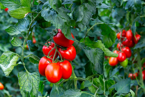 tomatoes growing in clusters on tomato plants