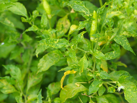 pepper plants not growing from disease