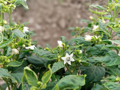 flowers on pepper plant in a garden