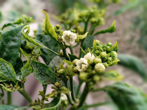 white flowers blooming from pepper plant