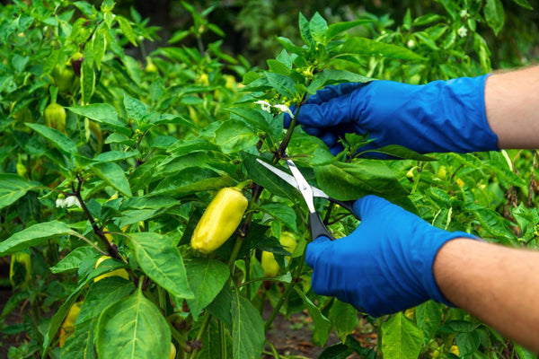 gardener pruning pepper plant with shears