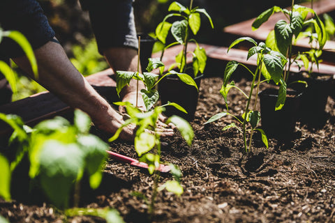 grower transplants pepper plants into the ground