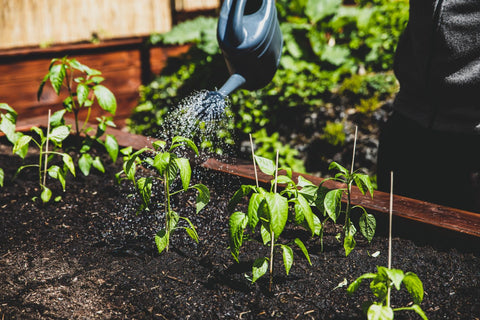 watering pepper plants in garden with a watering can