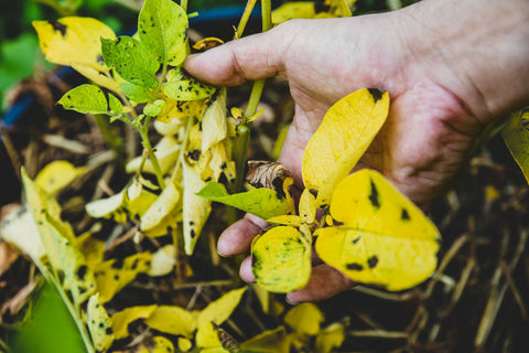 sunscald on potato leaves