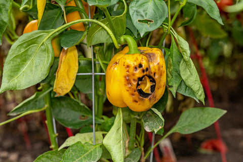 sunscald on bell pepper plant