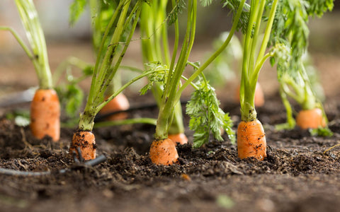 carrots rising out of the garden soil