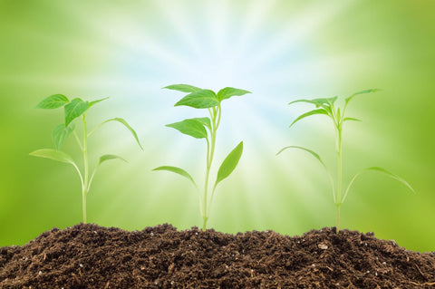 young pepper plants receiving sunlight