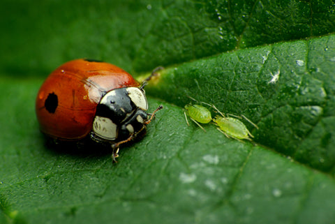 Ladybugs are what kills pests, aphids, mites