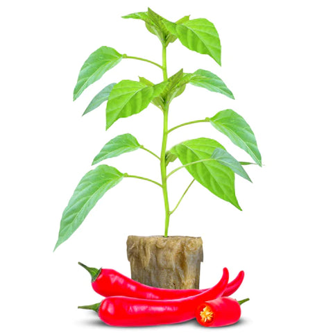 imagen de una planta de pimiento compacto de cayena
