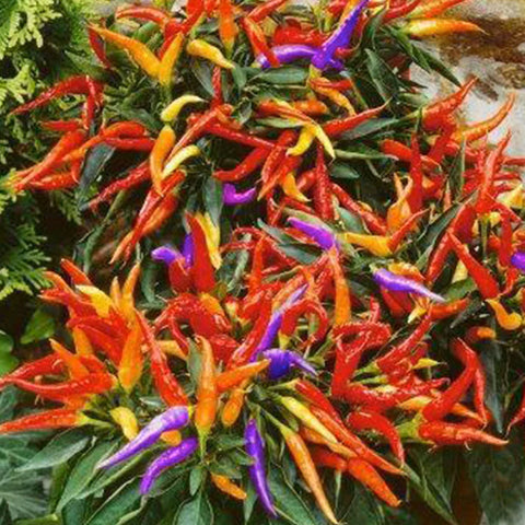 5 Beautiful Ornamental Peppers to Try Growing – Pepper Joe's