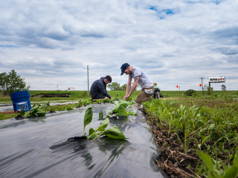 Pepper Joe's team transplanting pepper seedlings