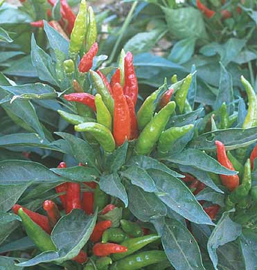 image of thai hot peppers growing in an upward cluster on the compact pepper plant