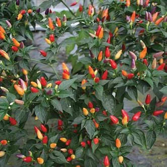 numex twilight peppers