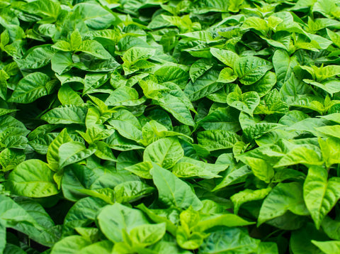 sea of green leafy pepper plants from pepper joes