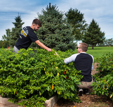 Grow hot pepper seeds from Pepper Joe's today!