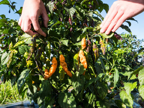 Pepper Joe's tips on harvesting, featuring yellow scotch bonnets