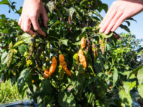 How and When to Harvest Peppers of All Types