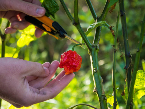 picking fresh reaper peppers