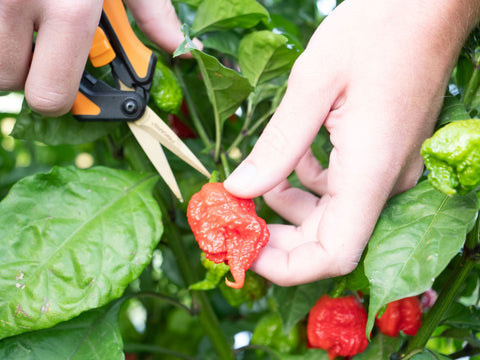 gardener harvesting carolina reaper peppers