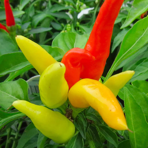 image of patio fire and ice peppers growing in a cluster on pepper plant