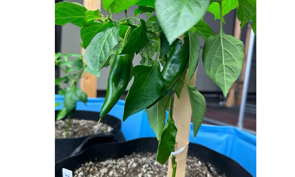 Pepper Plant in Grow Bag