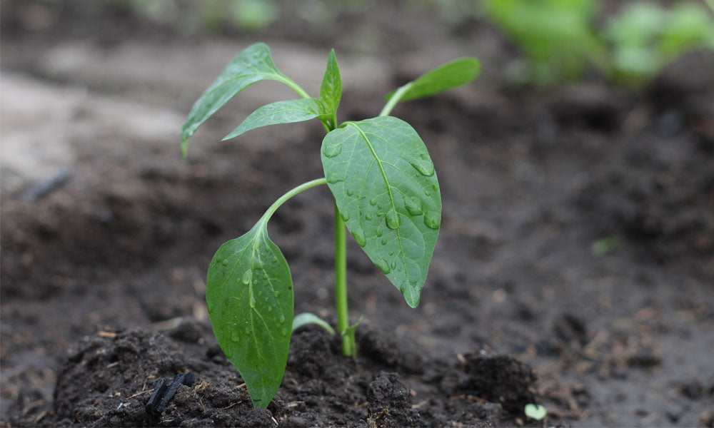 Pepper Plant with Water Drops