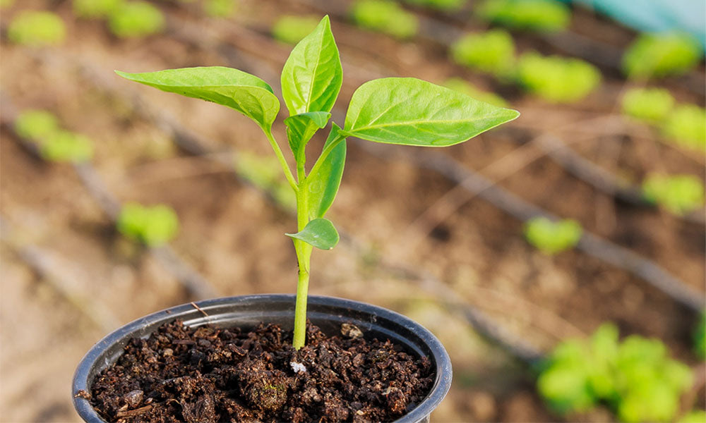 Pepper Plant in Pot