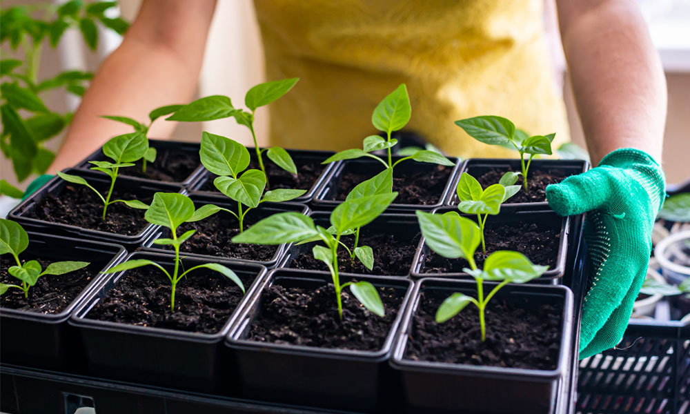 Pepper Plants in Trays