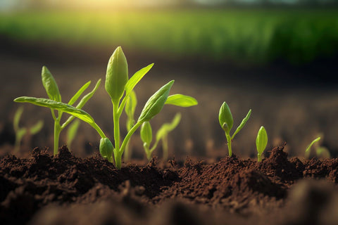 pepper seedlings sprouting from the soil