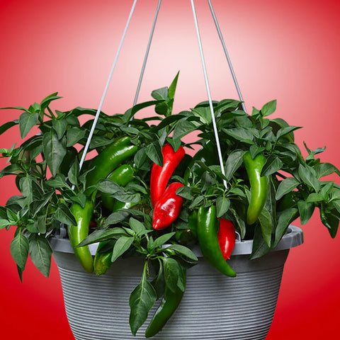 picture of Pot-a-Peno early maturing peppers in a hanging container