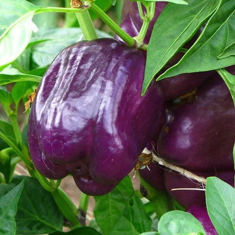 purple beauty pepper growing on a branch