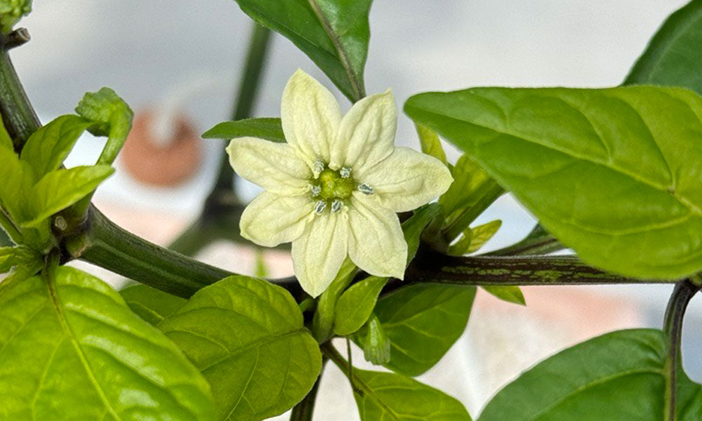 Pollinating Pepper Plants