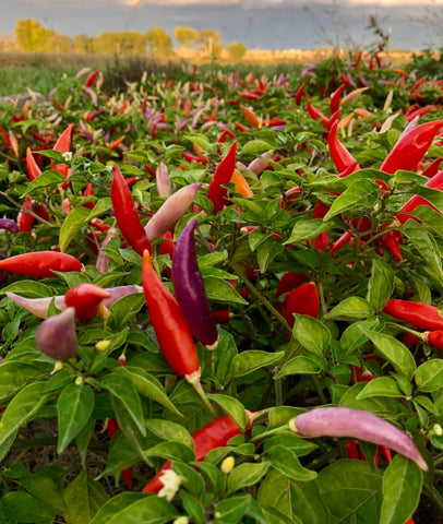 multicolored aji omni peppers growing