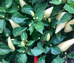 aji omnicolor growing on plant