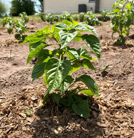 aji omnicolor seedling plant in garden