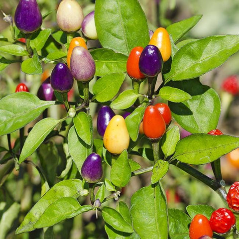 bolivian rainbow ornamental pepper plant